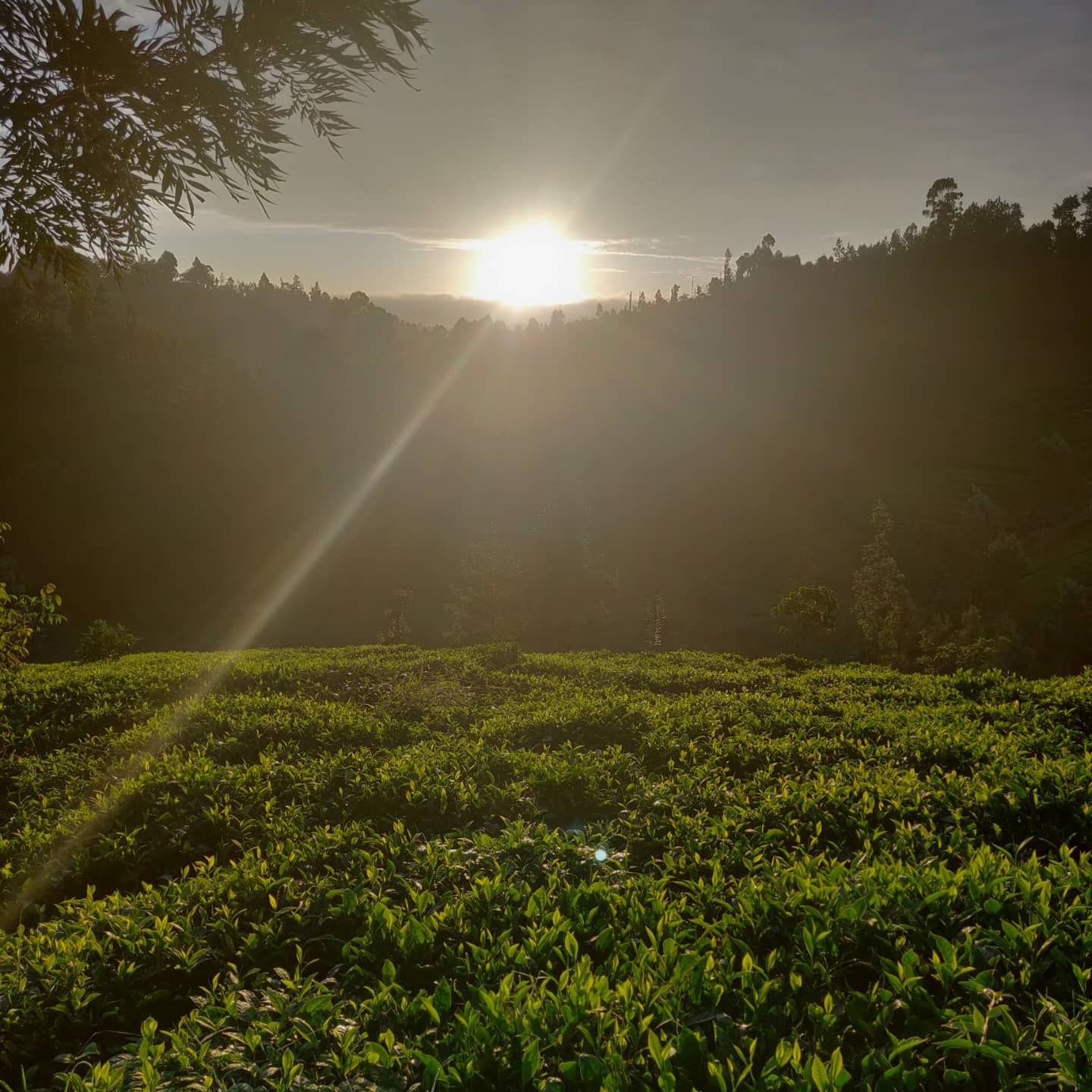 Sun rising over a tea farm, rows of green bushes catching the light.