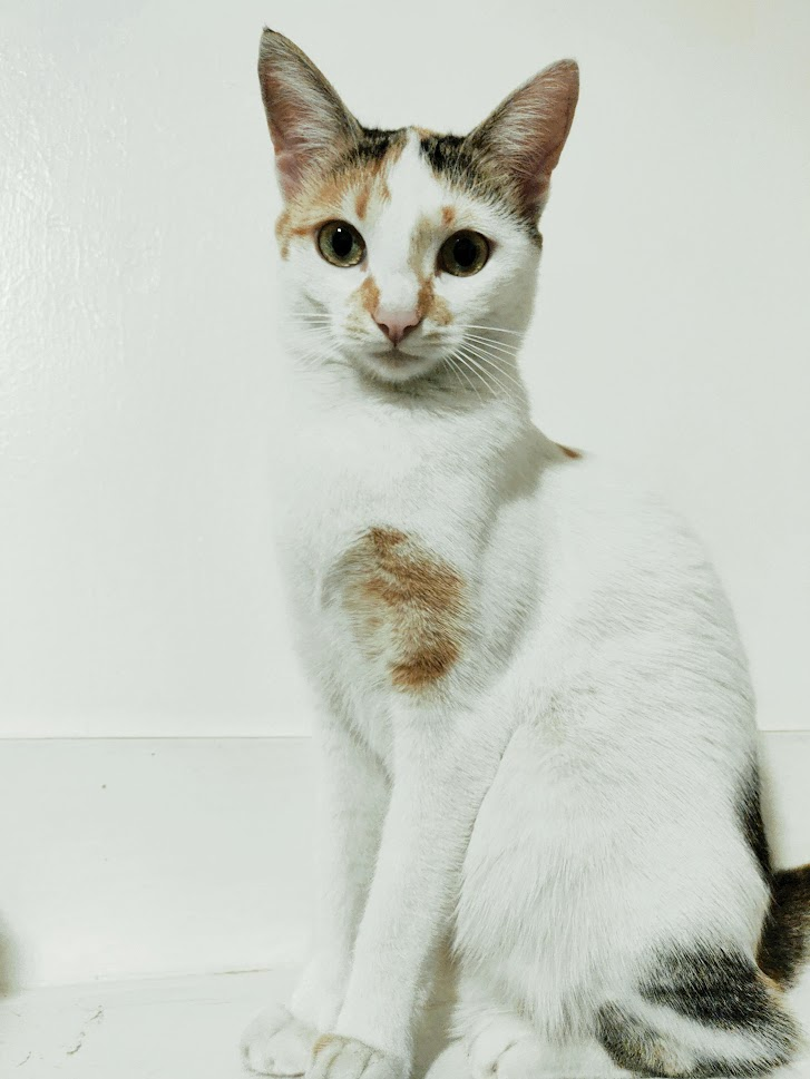 Gathoni the cat
