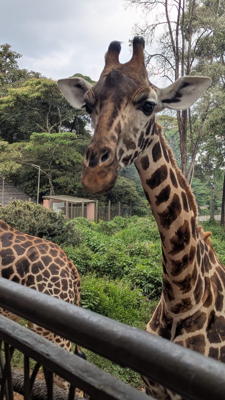 A giraffe leaning over a railing, looking straight at the camera, with another giraffe and green trees behind.