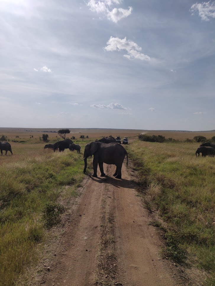 An elephant crossing a dirt track in the Mara, with the rest of the herd grazing on either side.